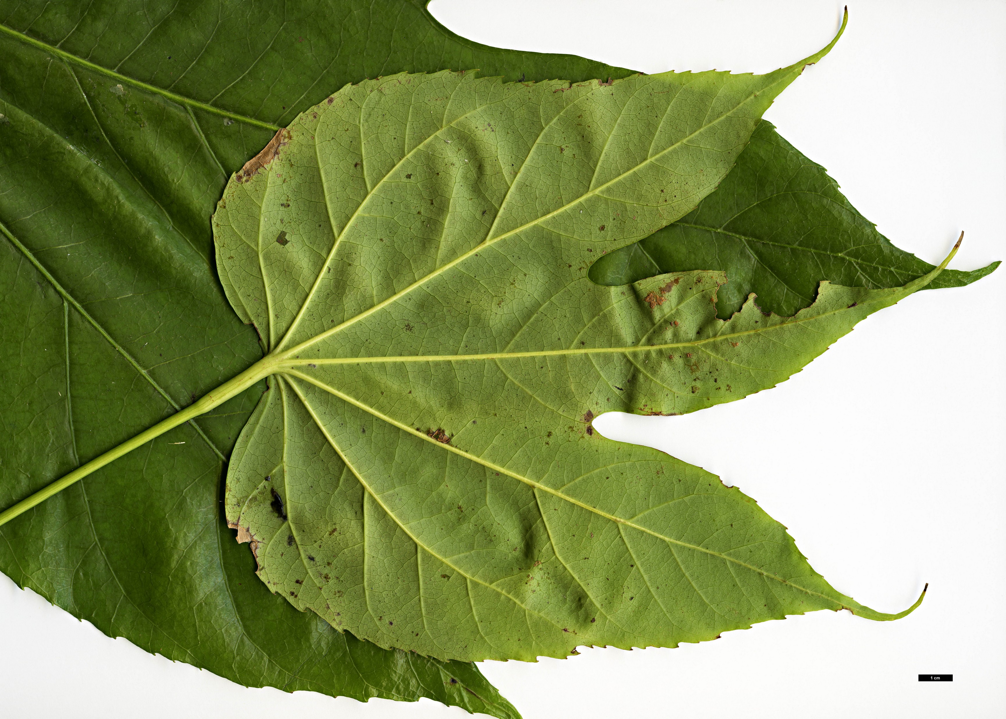 High resolution image: Family: Araliaceae - Genus: Fatsia - Taxon: polycarpa